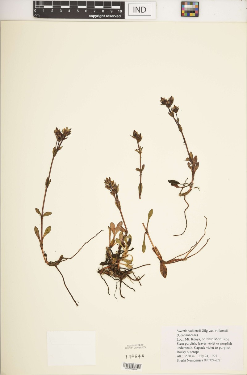 Swertia volkensii var. volkensii