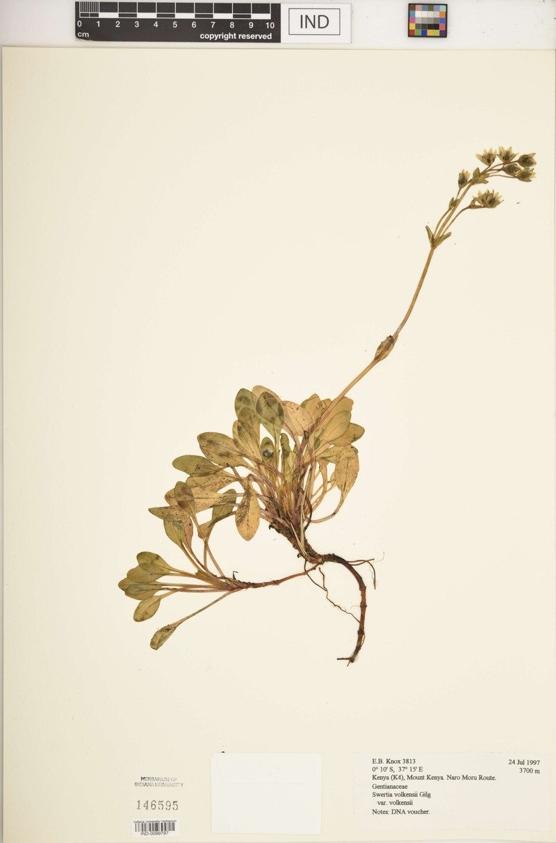 Swertia volkensii var. volkensii photo 2