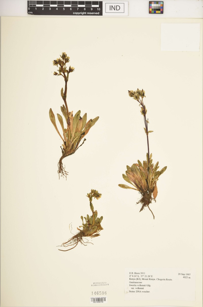 Swertia volkensii var. volkensii photo 3