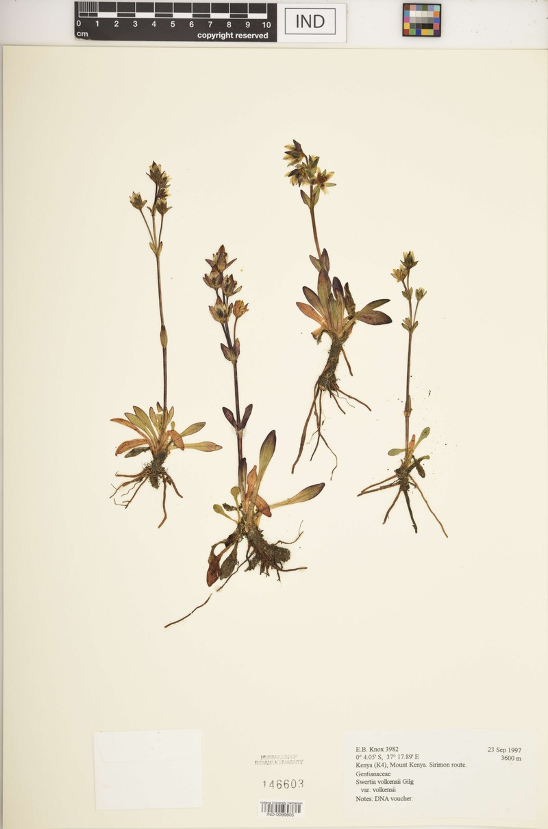Swertia volkensii var. volkensii photo 4