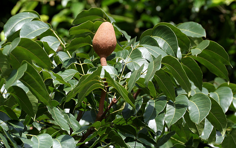 Honduras Mahogany photo 2