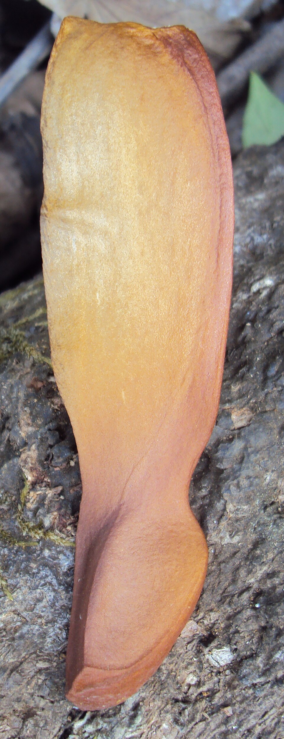 Honduras Mahogany photo 3