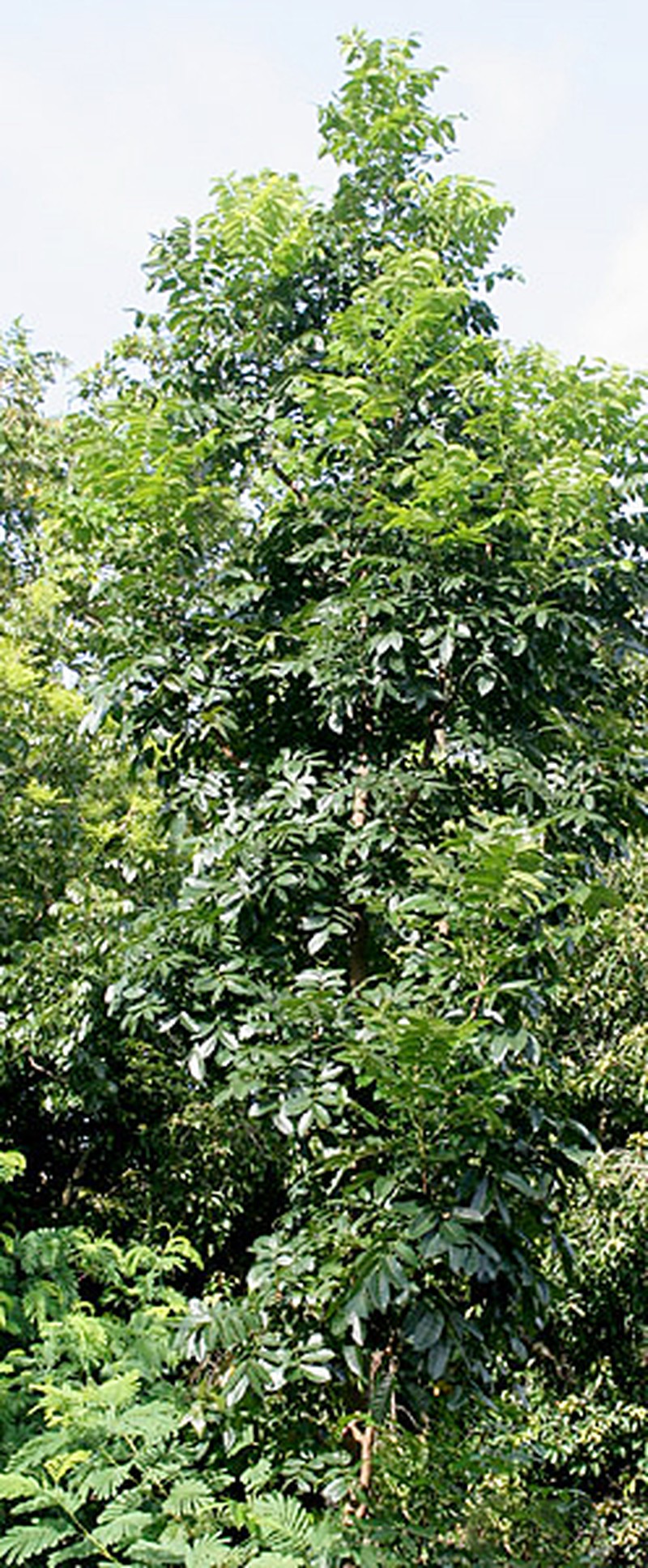 Honduras Mahogany photo 4