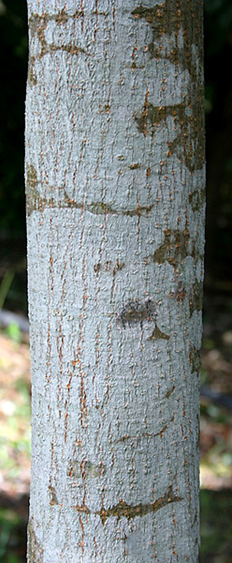 Honduras Mahogany photo 5