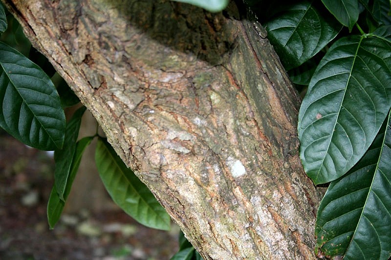 Honduras Mahogany photo 6
