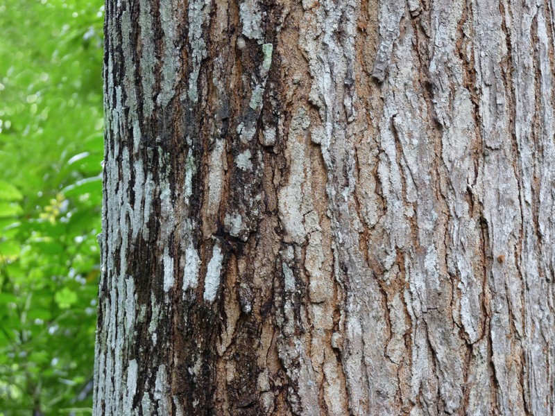 Honduras Mahogany photo 7