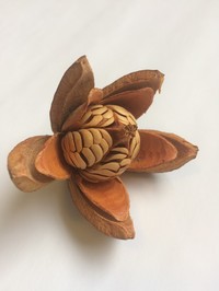 West Indian Mahogany