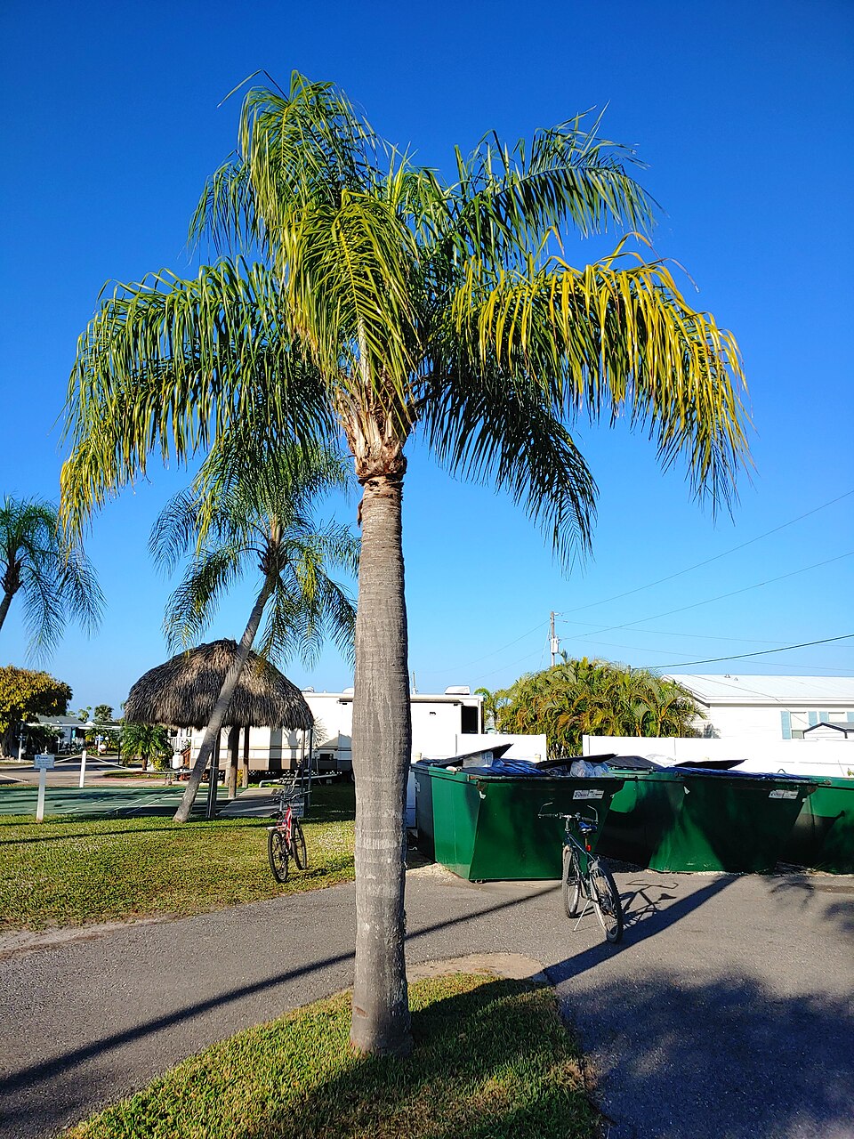 Queen Palm photo 3