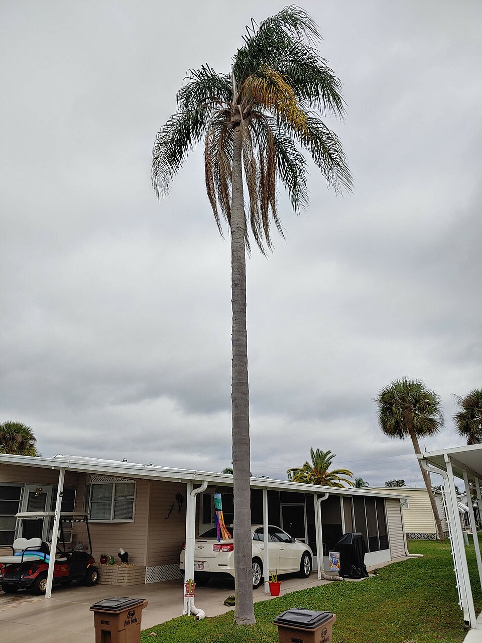 Queen Palm photo 4