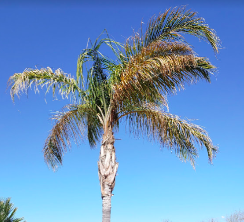 Queen Palm photo 5