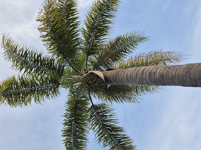 Queen Palm