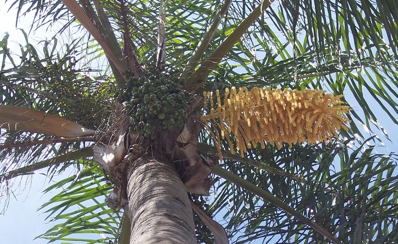 Queen Palm photo 6