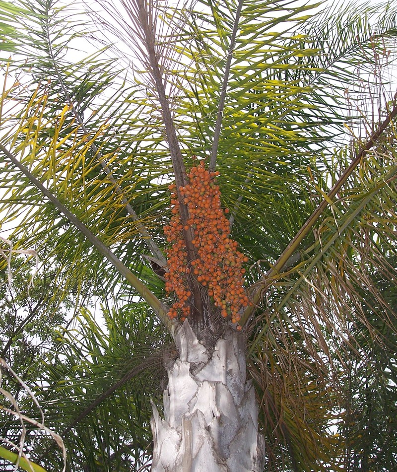 Queen Palm photo 7