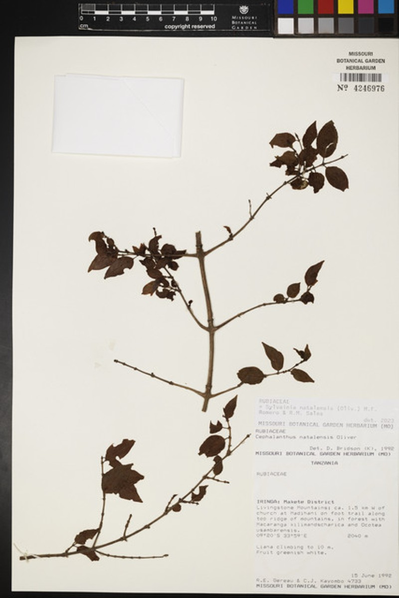Sylvainia natalensis photo 2