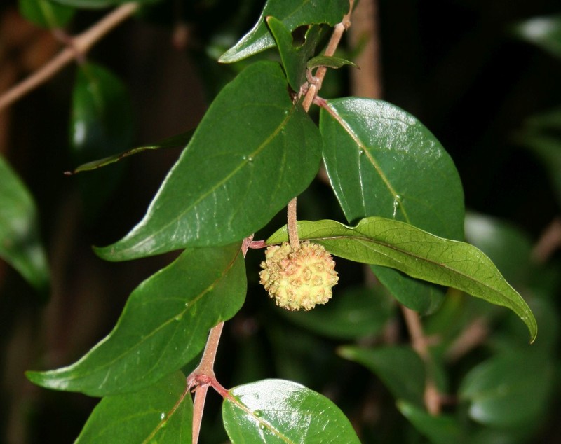 Sylvainia natalensis