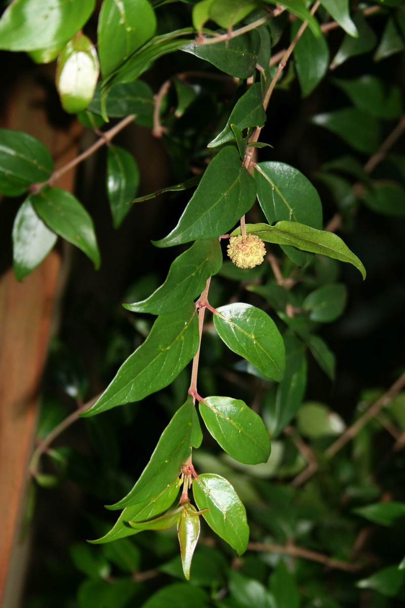 Sylvainia natalensis photo 3