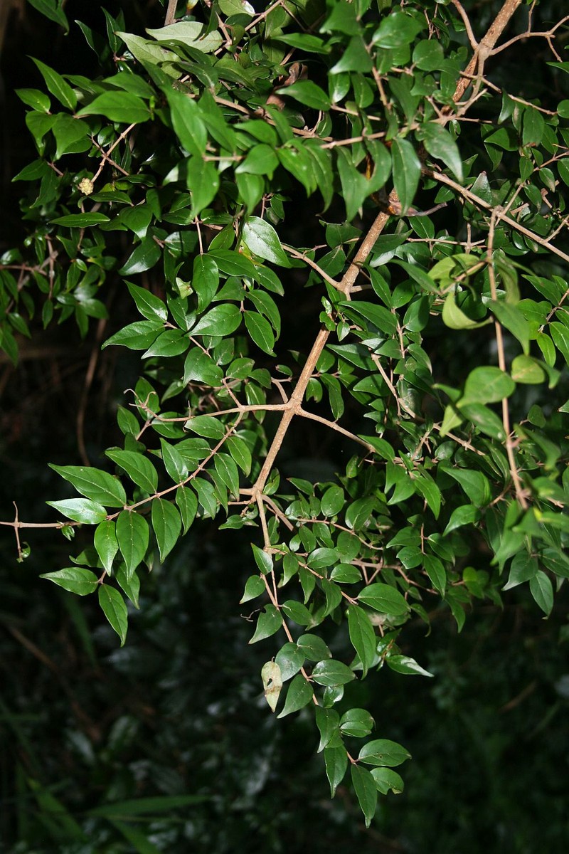 Sylvainia natalensis photo 4