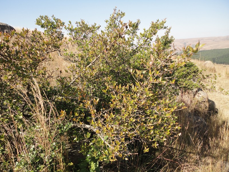 Sylvainia natalensis photo 5