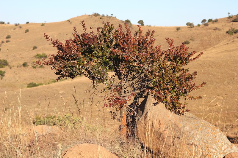 Sylvainia natalensis photo 6