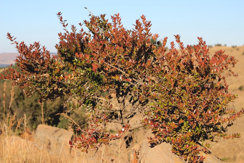 Sylvainia natalensis photo 7
