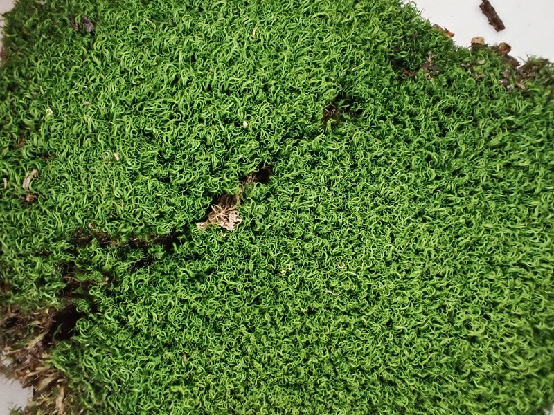 Symblepharis Moss