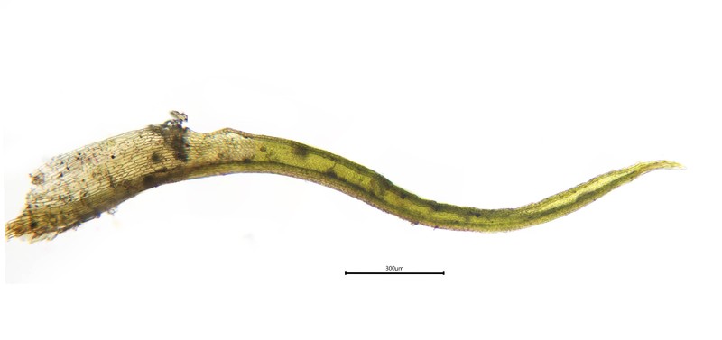 Symblepharis Moss photo 2