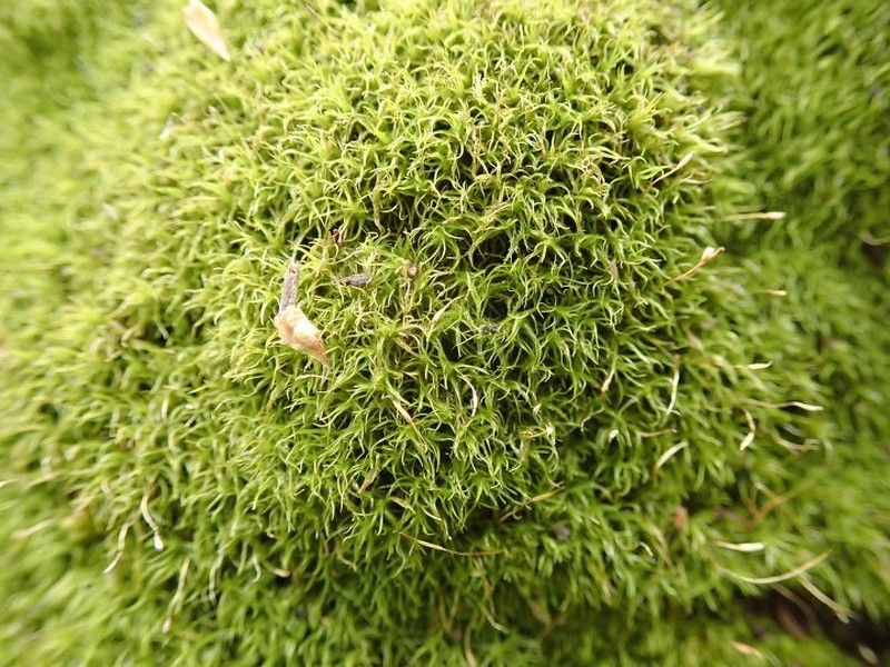 Symblepharis Moss photo 3