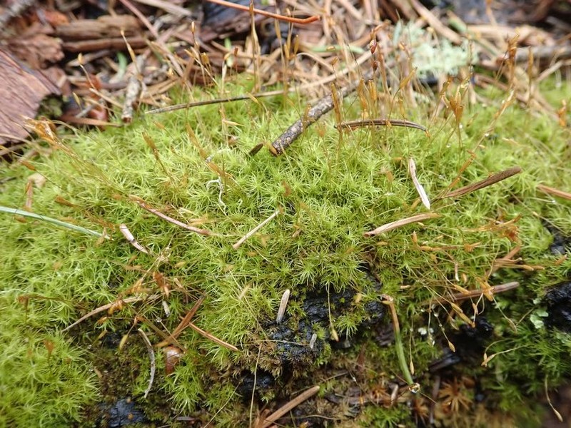 Symblepharis Moss photo 4