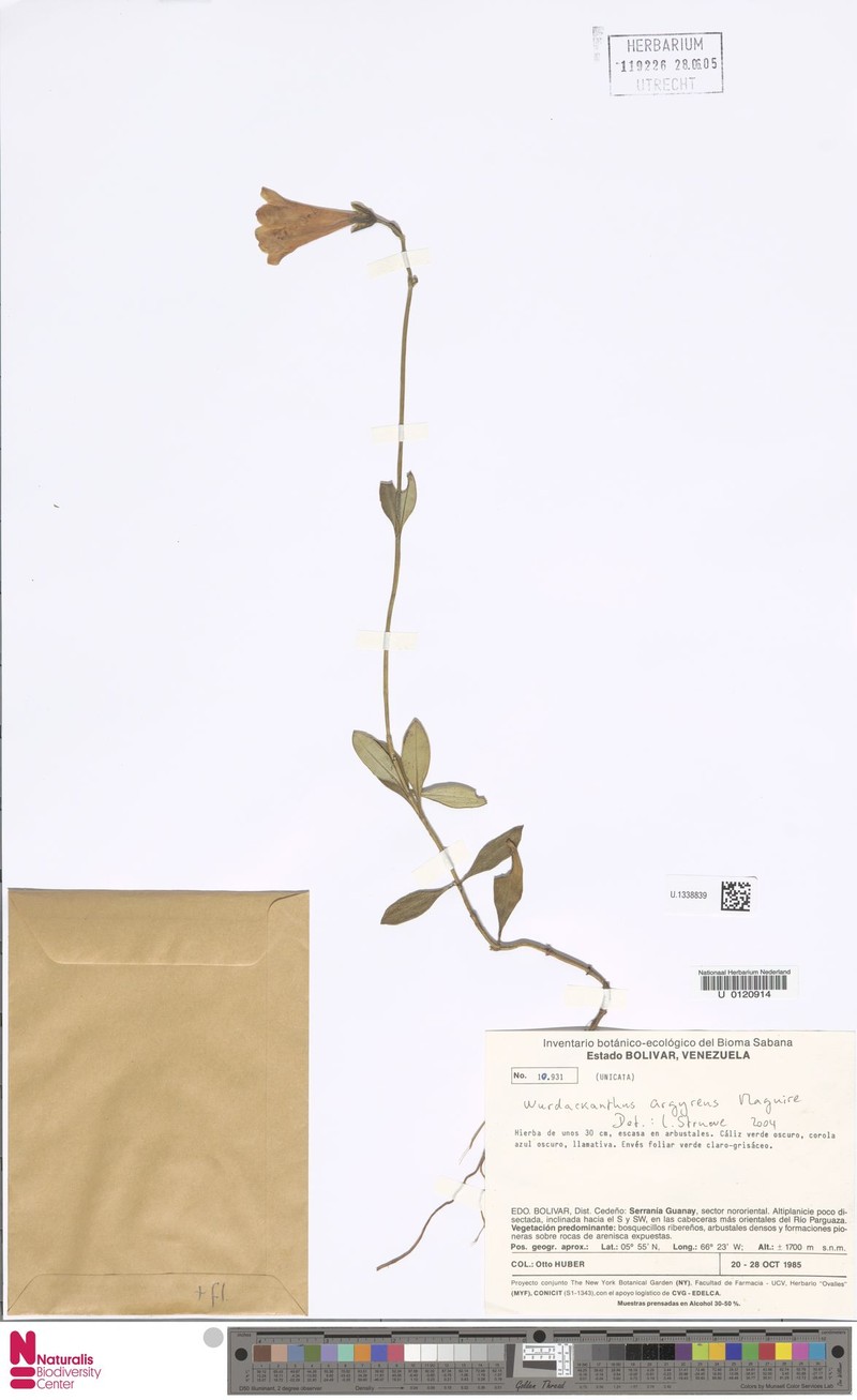 Symbolanthus argyreus