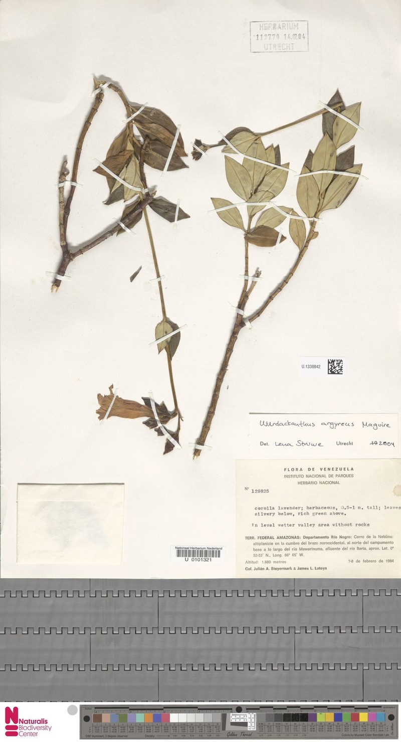 Symbolanthus argyreus photo 2