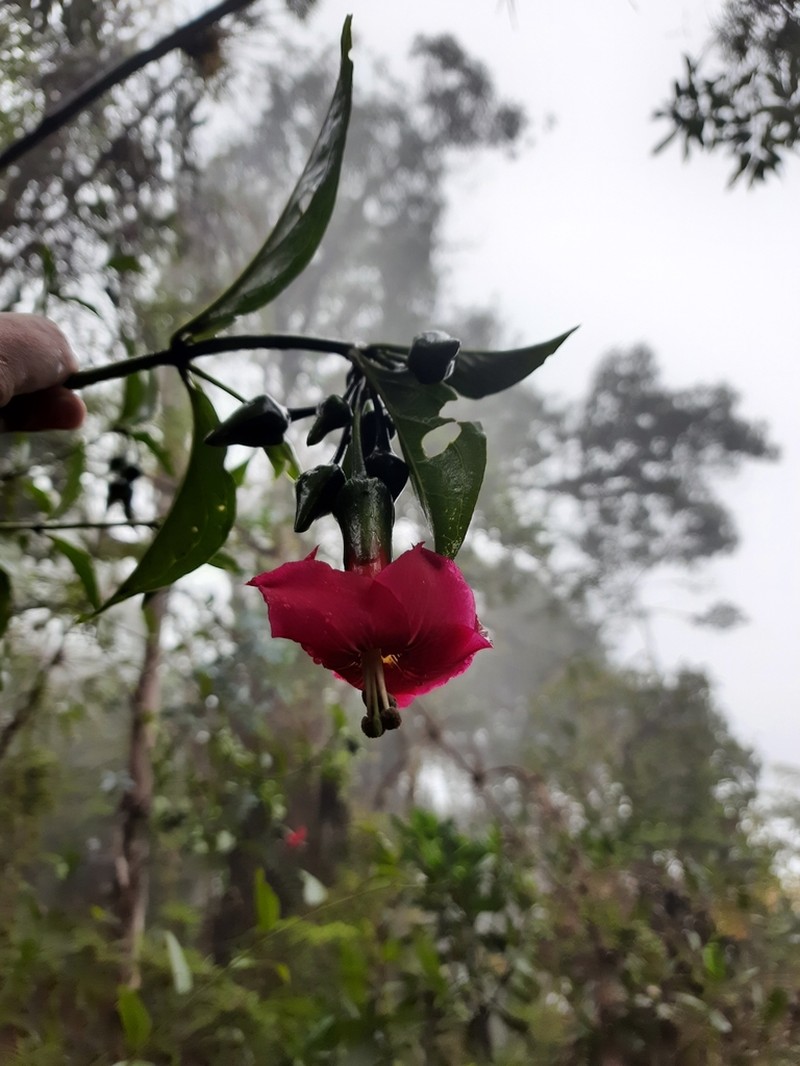 Symbolanthus australis photo 2
