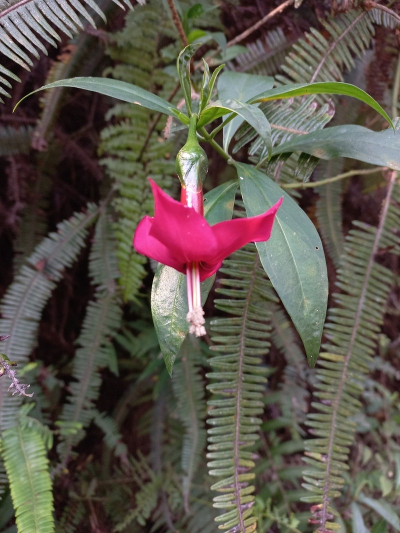 Symbolanthus australis photo 4