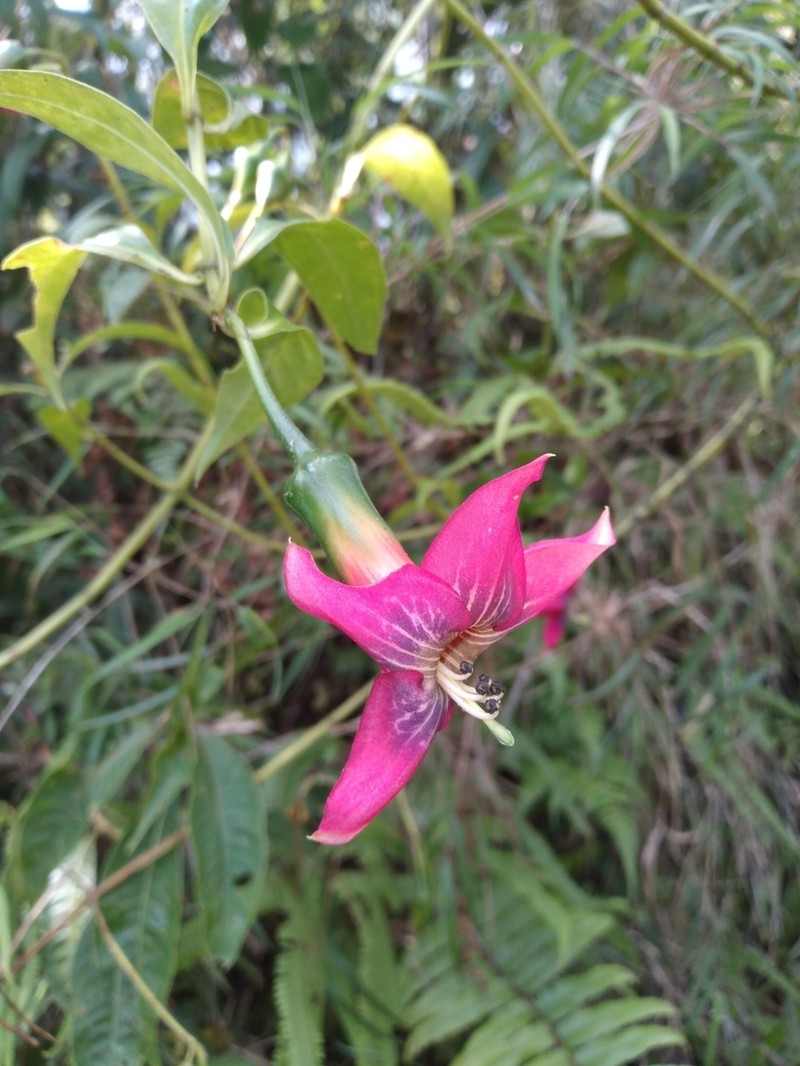 Symbolanthus australis photo 5