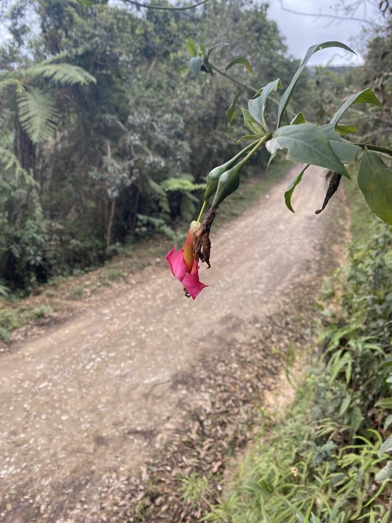 Symbolanthus australis photo 6