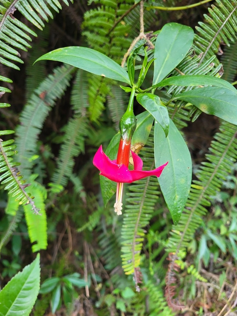 Symbolanthus australis photo 7