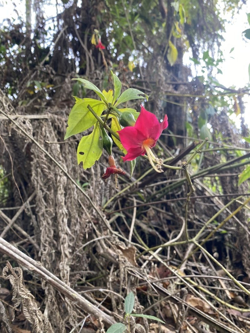 Symbolanthus australis photo 8