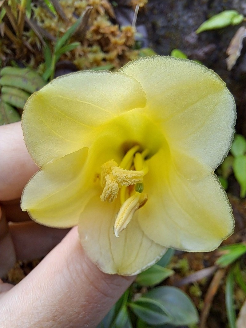 Symbolanthus frigidus