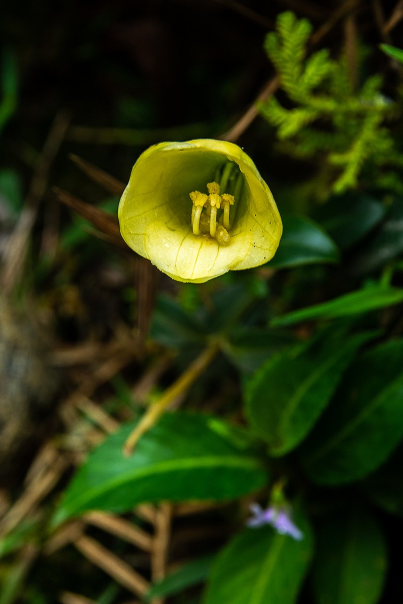 Symbolanthus frigidus photo 3