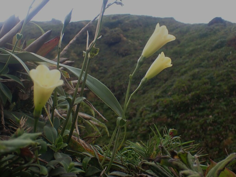Symbolanthus frigidus photo 4