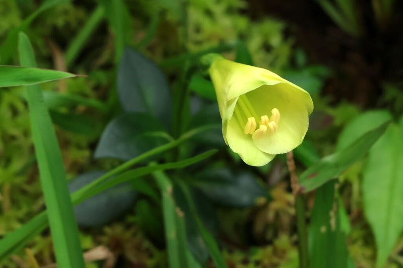 Symbolanthus frigidus photo 5
