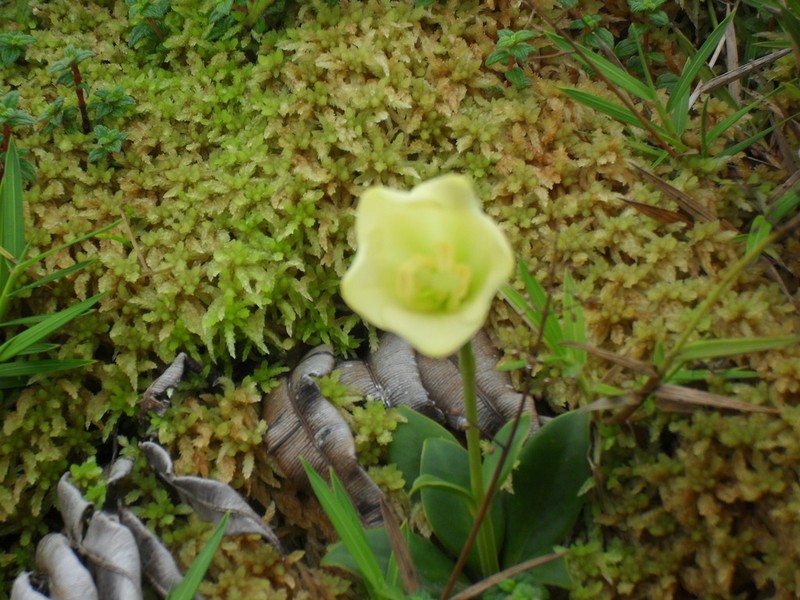 Symbolanthus frigidus photo 6