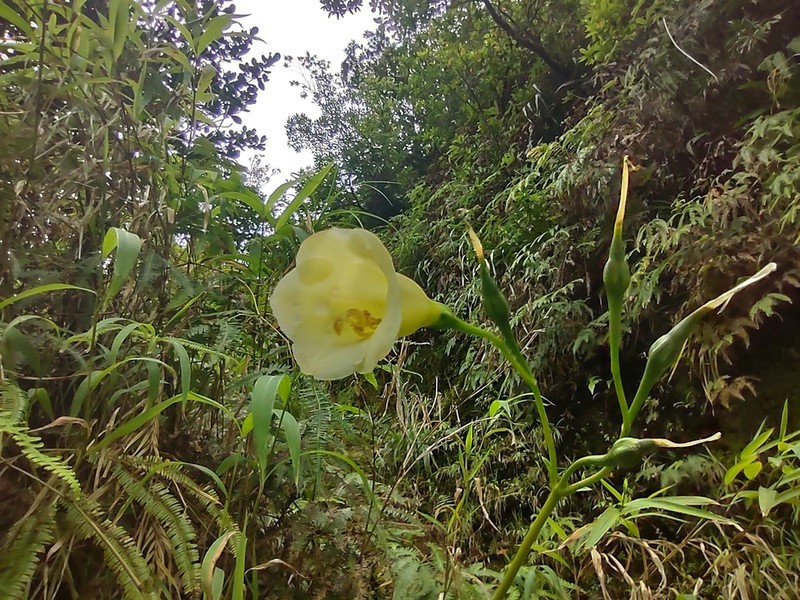 Symbolanthus frigidus photo 7