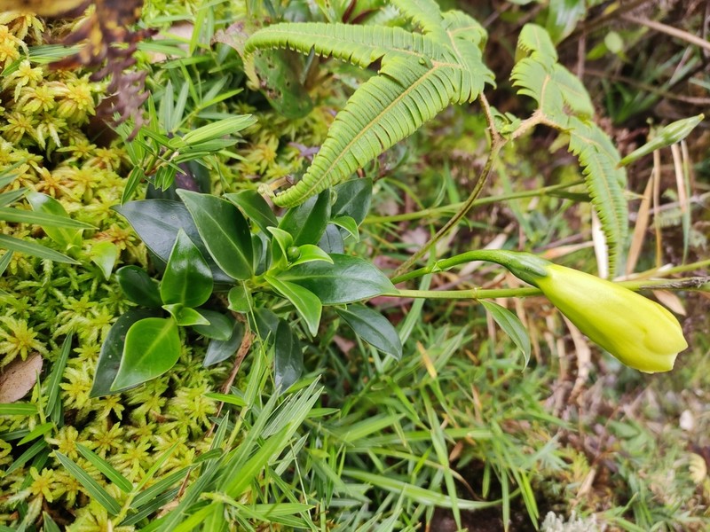 Symbolanthus frigidus photo 8
