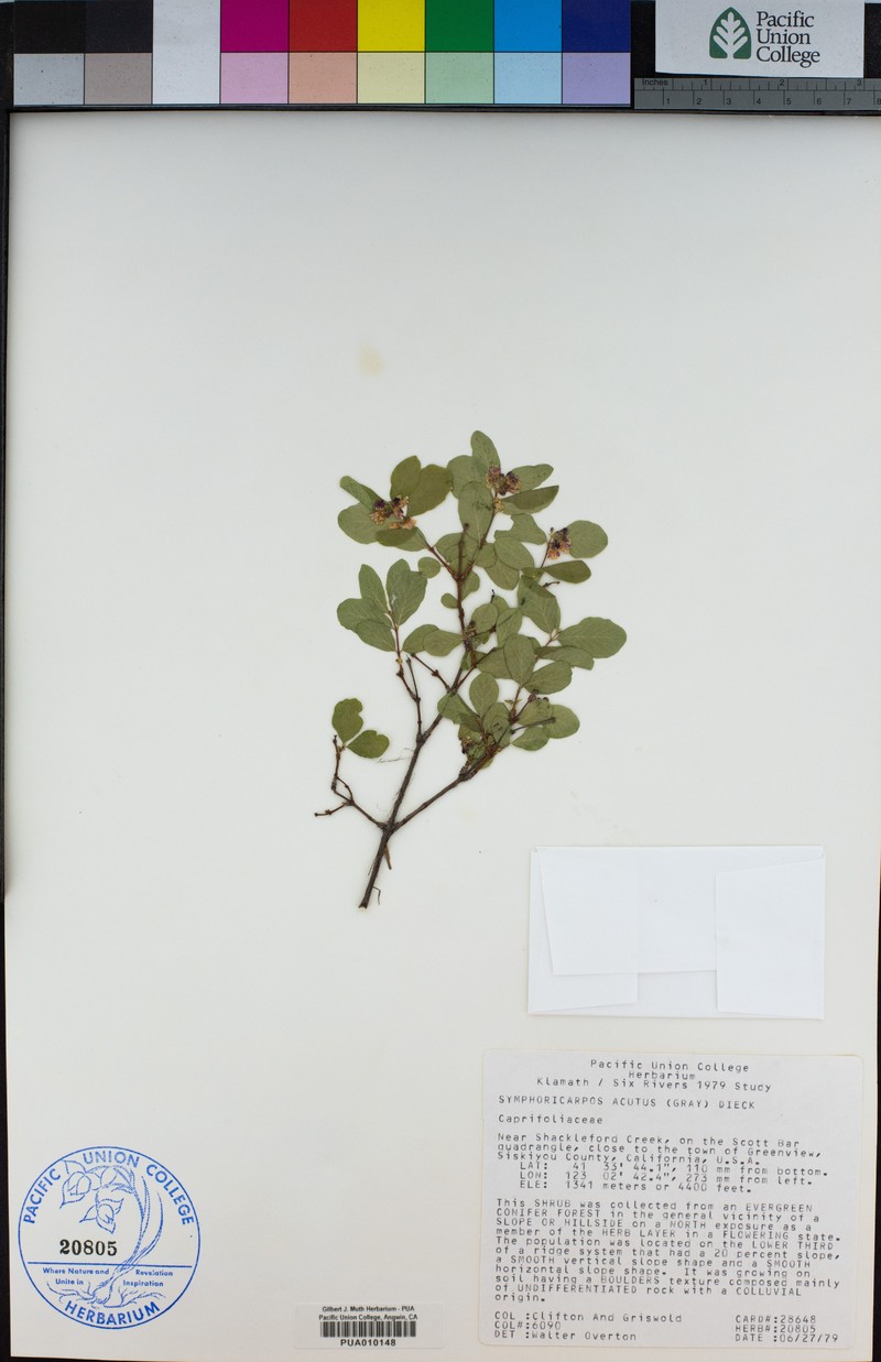 Sharpleaf Snowberry