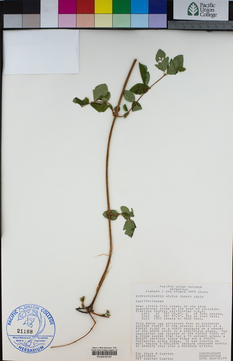 Sharpleaf Snowberry photo 2