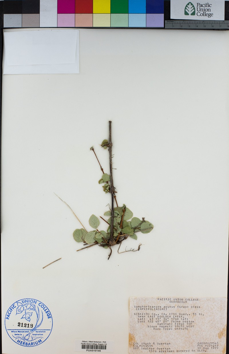 Sharpleaf Snowberry photo 3