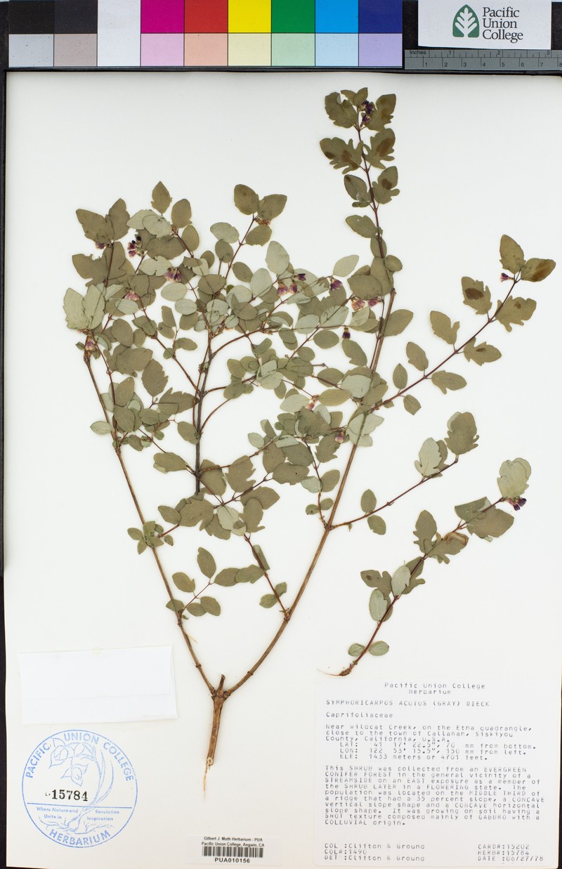 Sharpleaf Snowberry photo 4