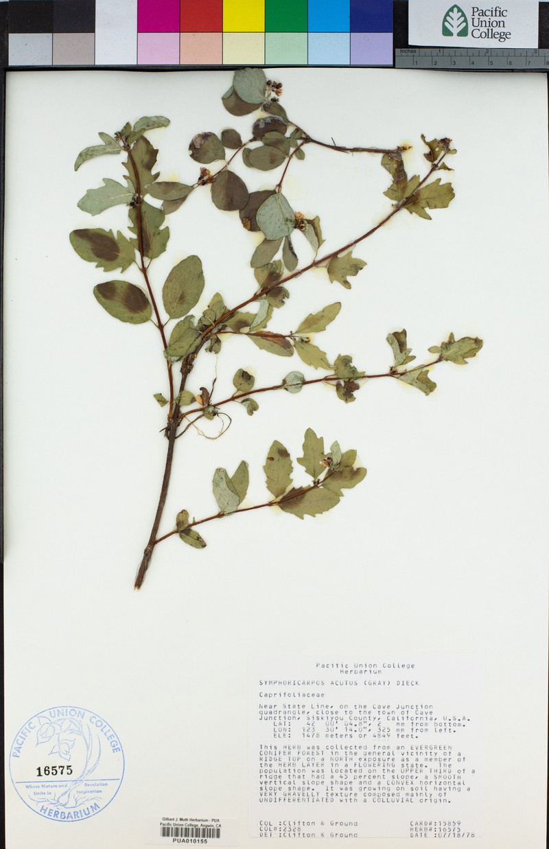 Sharpleaf Snowberry photo 5