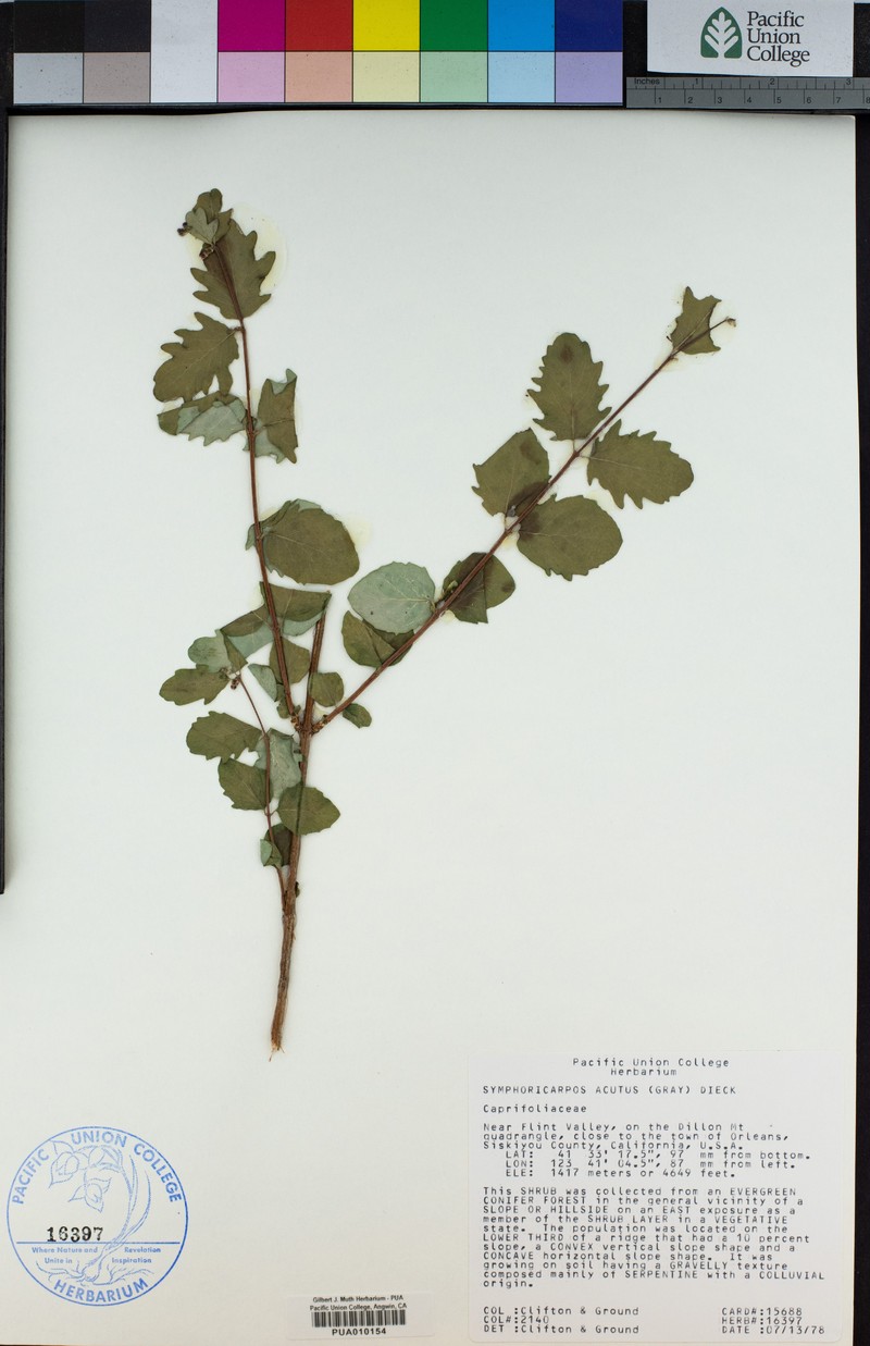 Sharpleaf Snowberry photo 6