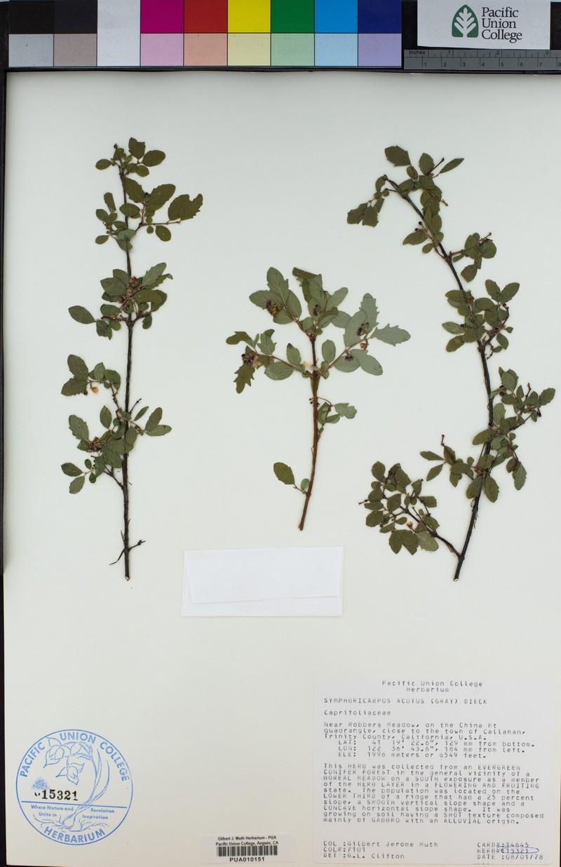 Sharpleaf Snowberry photo 7